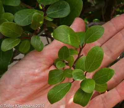 small leaf in culture